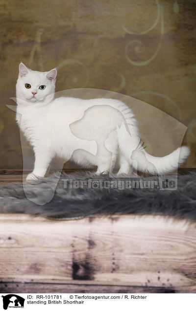 stehende Britisch Kurzhaar / standing British Shorthair / RR-101781