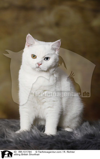 sitzende Britisch Kurzhaar / sitting British Shorthair / RR-101784
