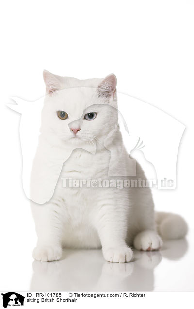 sitzende Britisch Kurzhaar / sitting British Shorthair / RR-101785