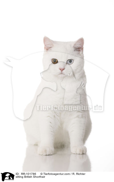 sitzende Britisch Kurzhaar / sitting British Shorthair / RR-101786