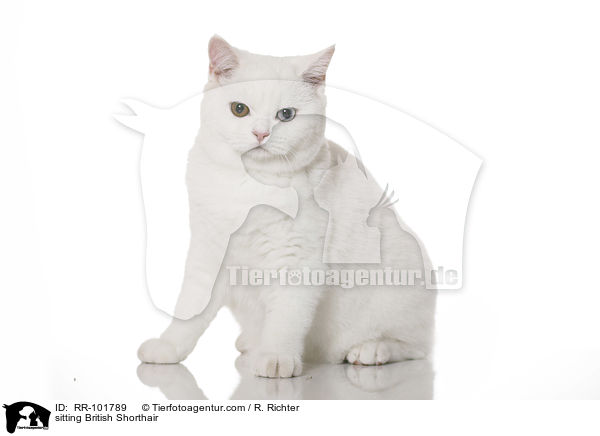 sitzende Britisch Kurzhaar / sitting British Shorthair / RR-101789