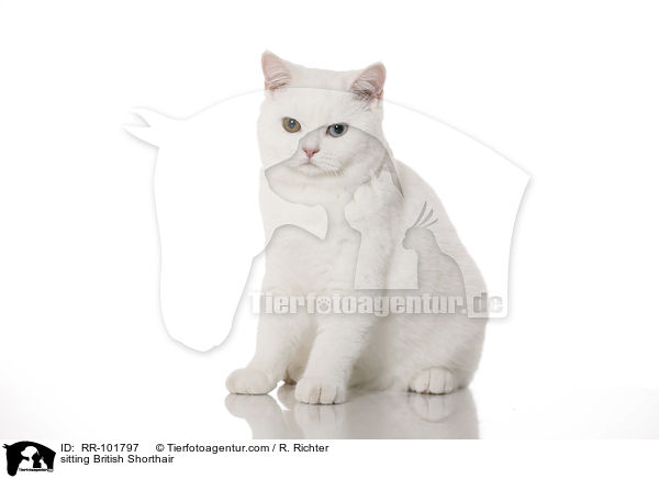 sitzende Britisch Kurzhaar / sitting British Shorthair / RR-101797