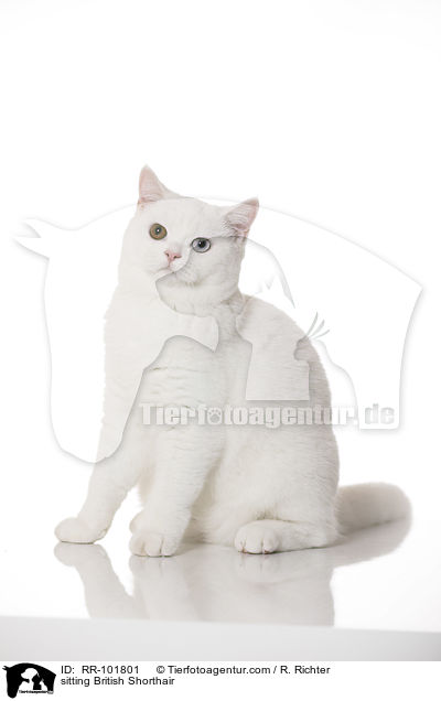 sitzende Britisch Kurzhaar / sitting British Shorthair / RR-101801