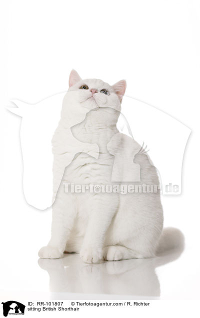 sitzende Britisch Kurzhaar / sitting British Shorthair / RR-101807