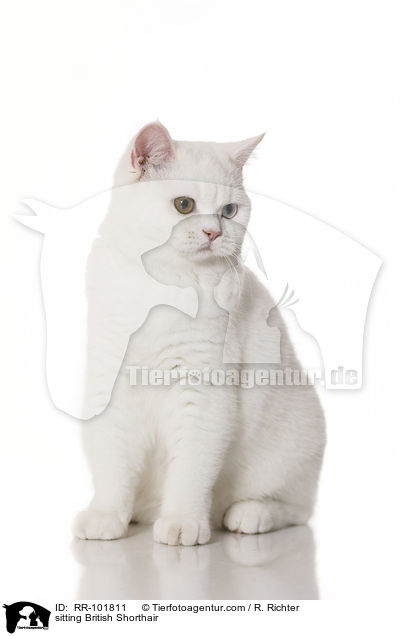 sitzende Britisch Kurzhaar / sitting British Shorthair / RR-101811