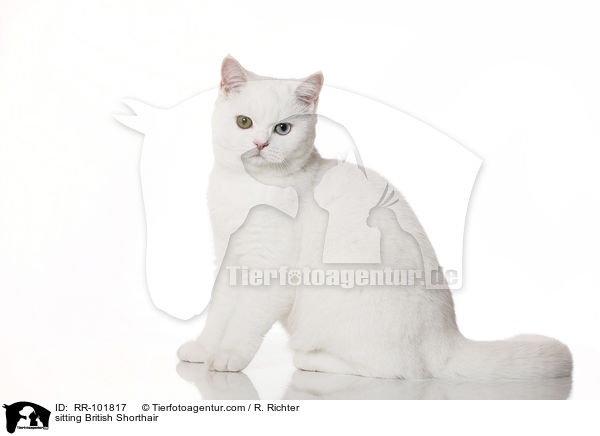 sitzende Britisch Kurzhaar / sitting British Shorthair / RR-101817