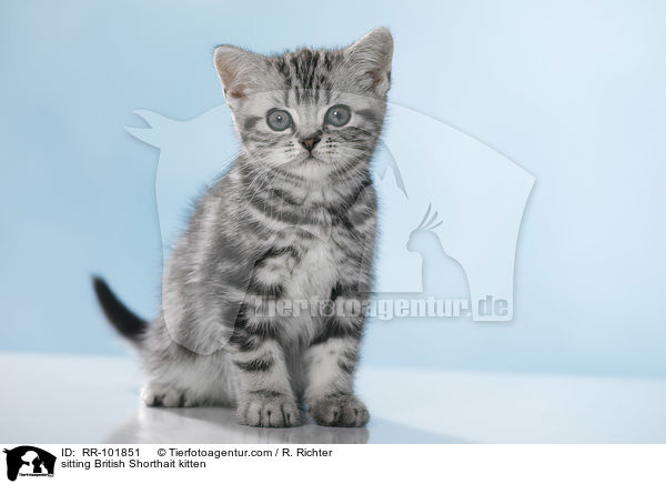 sitzendes Britisch Kurzhaar Ktzchen / sitting British Shorthait kitten / RR-101851