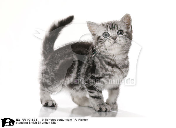 standing British Shorthait kitten / RR-101861