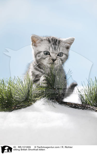 sitzendes Britisch Kurzhaar Ktzchen / sitting British Shorthait kitten / RR-101899