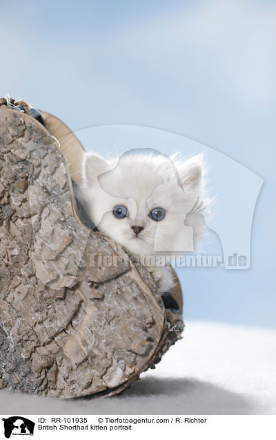 Britisch Kurzhaar K�tzchen Portrait / British Shorthait kitten portrait / RR-101935