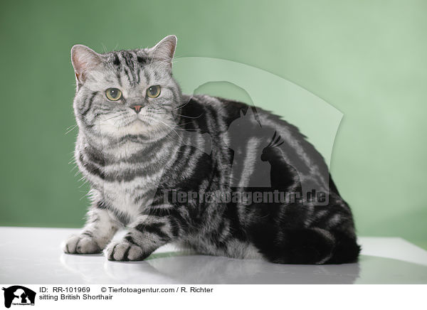 sitzende Britisch Kurzhaar / sitting British Shorthair / RR-101969