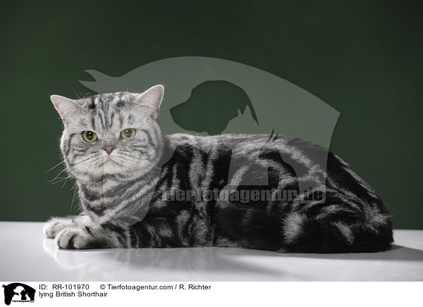 liegender Britisch Kurzhaar / lying British Shorthair / RR-101970