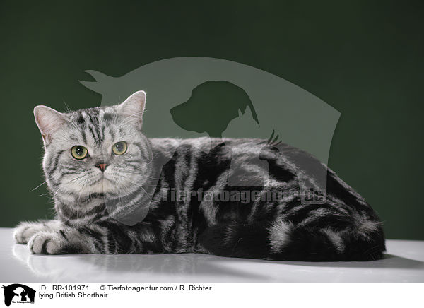 liegender Britisch Kurzhaar / lying British Shorthair / RR-101971