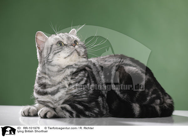 liegender Britisch Kurzhaar / lying British Shorthair / RR-101976