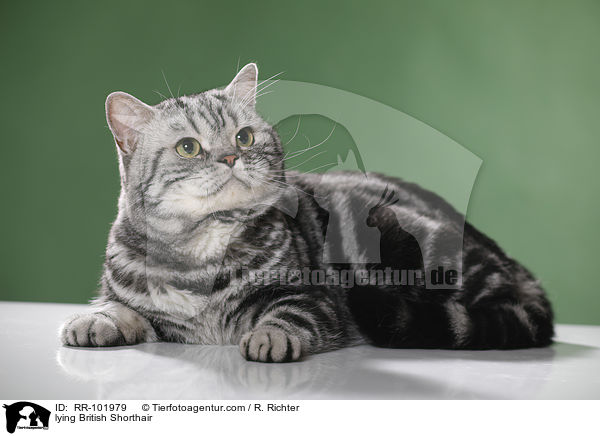 liegender Britisch Kurzhaar / lying British Shorthair / RR-101979