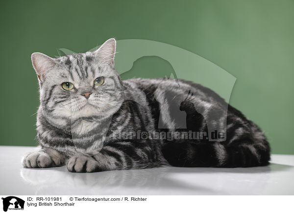liegender Britisch Kurzhaar / lying British Shorthair / RR-101981