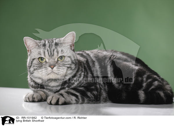 liegender Britisch Kurzhaar / lying British Shorthair / RR-101982