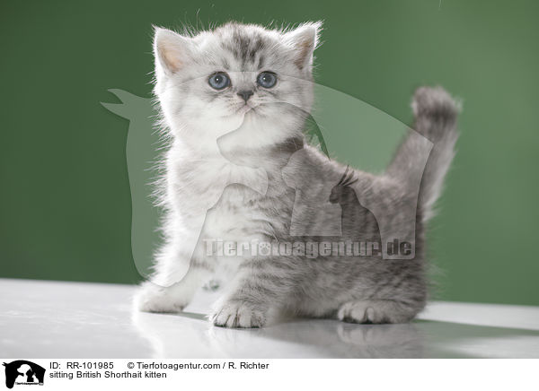 sitzendes Britisch Kurzhaar Ktzchen / sitting British Shorthait kitten / RR-101985