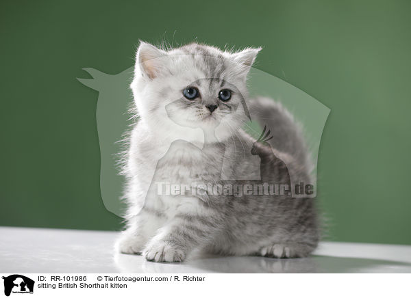 sitzendes Britisch Kurzhaar Ktzchen / sitting British Shorthait kitten / RR-101986