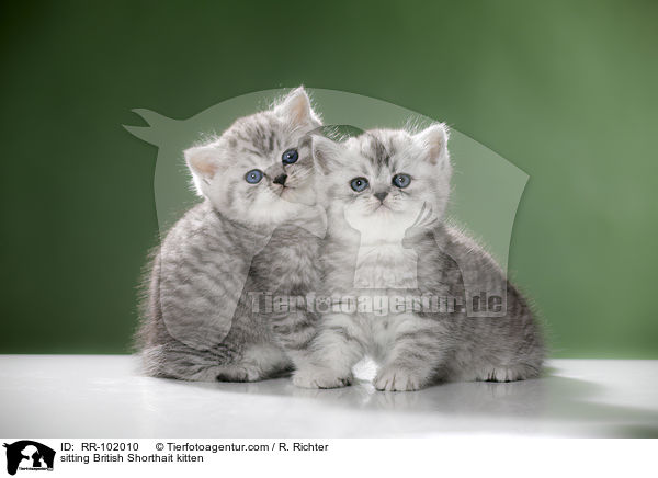 sitzende Britisch Kurzhaar Ktzchen / sitting British Shorthait kitten / RR-102010