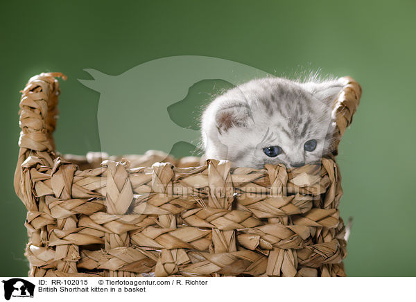 Britisch Kurzhaar Ktzchen in einem Krbchen / British Shorthait kitten in a basket / RR-102015