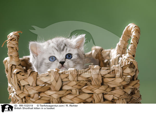 Britisch Kurzhaar Ktzchen in einem Krbchen / British Shorthait kitten in a basket / RR-102019