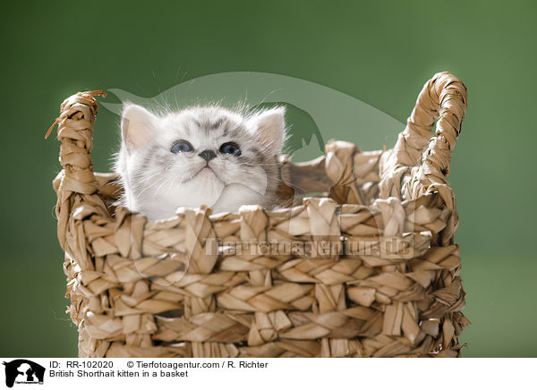 Britisch Kurzhaar Ktzchen in einem Krbchen / British Shorthait kitten in a basket / RR-102020