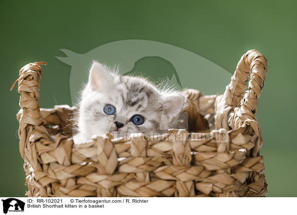 Britisch Kurzhaar Ktzchen in einem Krbchen / British Shorthait kitten in a basket / RR-102021