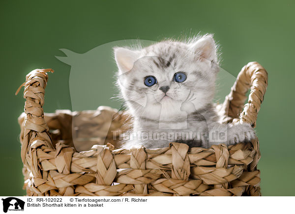 Britisch Kurzhaar Ktzchen in einem Krbchen / British Shorthait kitten in a basket / RR-102022