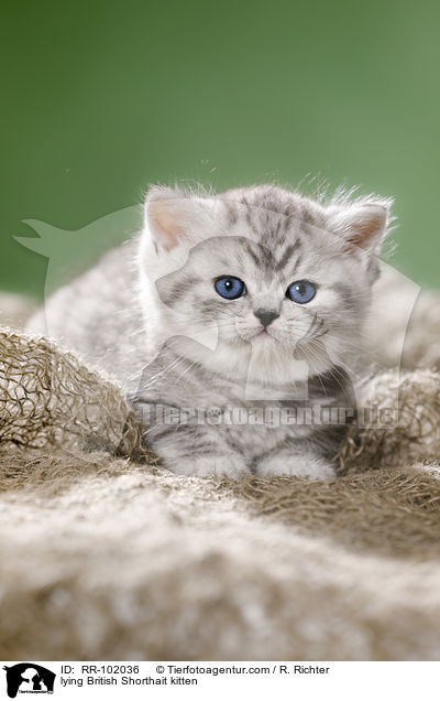 liegendes Britisch Kurzhaar Ktzchen / lying British Shorthait kitten / RR-102036
