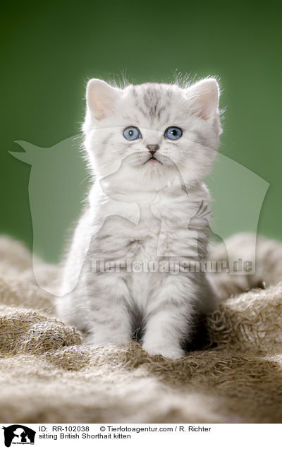 sitzendes Britisch Kurzhaar Ktzchen / sitting British Shorthait kitten / RR-102038
