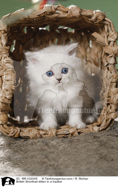 Britisch Kurzhaar Ktzchen in einem Krbchen / British Shorthair kitten in a basket / RR-102049