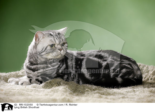 liegender Britisch Kurzhaar / lying British Shorthair / RR-102050