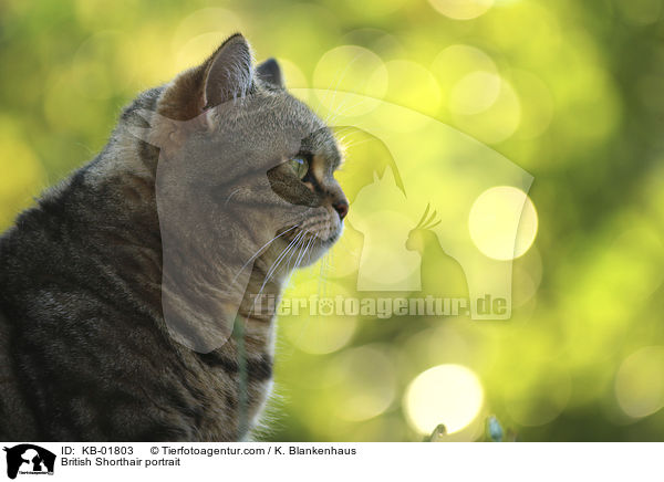 Britisch Kurzhaar Portrait / British Shorthair portrait / KB-01803