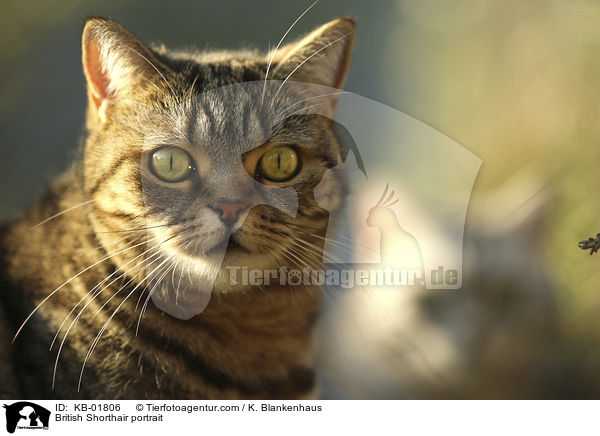 Britisch Kurzhaar Portrait / British Shorthair portrait / KB-01806
