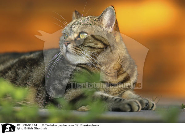 liegender Britisch Kurzhaar / lying British Shorthair / KB-01814