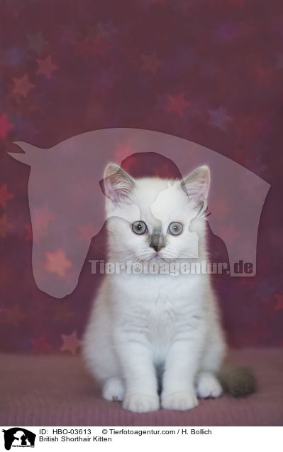 Britisch Kurzhaar Ktzchen / British Shorthair Kitten / HBO-03613