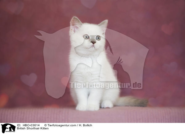 Britisch Kurzhaar Ktzchen / British Shorthair Kitten / HBO-03614