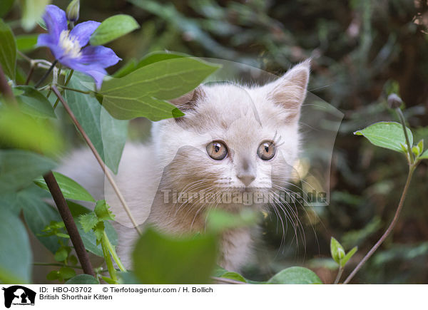 Britisch Kurzhaar Ktzchen / British Shorthair Kitten / HBO-03702