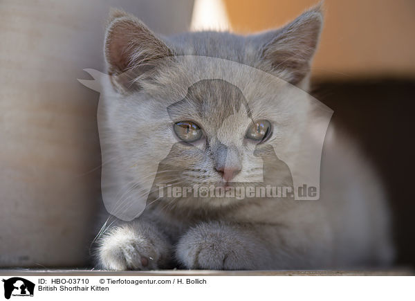 Britisch Kurzhaar Ktzchen / British Shorthair Kitten / HBO-03710