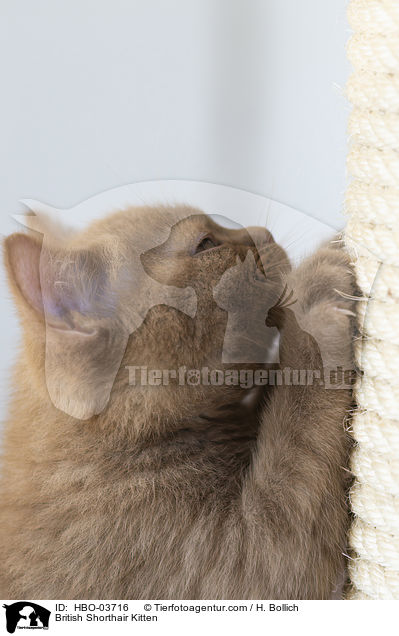 Britisch Kurzhaar Ktzchen / British Shorthair Kitten / HBO-03716