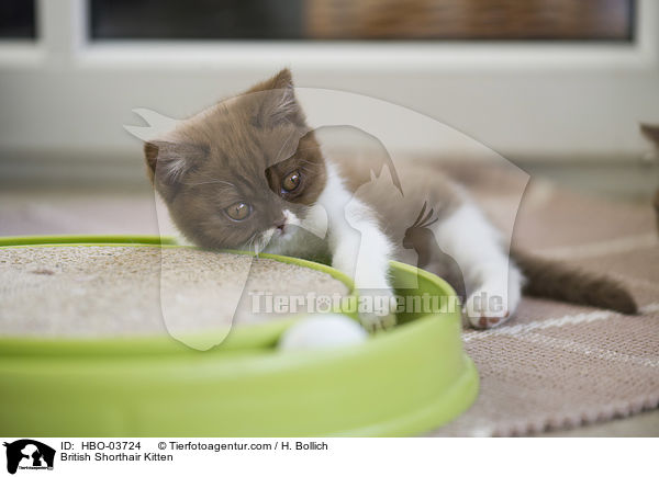 Britisch Kurzhaar Ktzchen / British Shorthair Kitten / HBO-03724