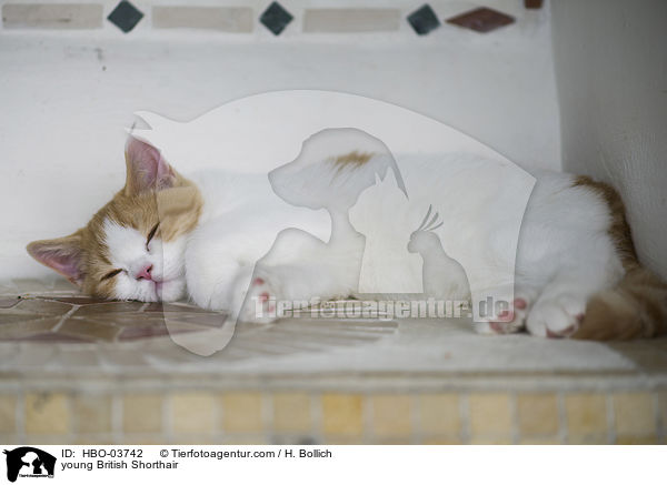 junge Britisch Kurzhaar / young British Shorthair / HBO-03742