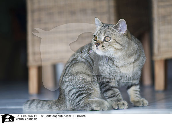 Britisch Kurzhaar / British Shorthair / HBO-03744
