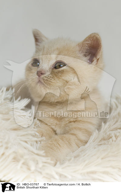 Britisch Kurzhaar Ktzchen / British Shorthair Kitten / HBO-03767