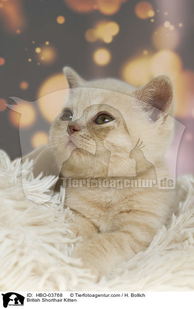 Britisch Kurzhaar Ktzchen / British Shorthair Kitten / HBO-03768