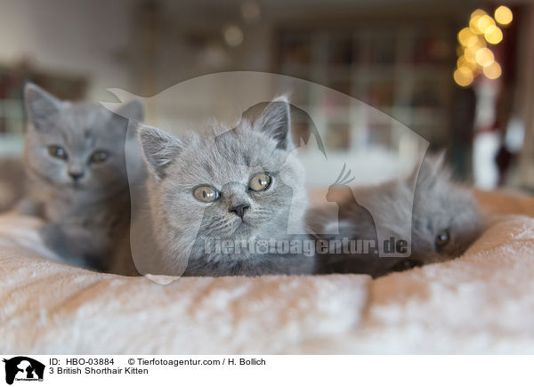 3 British Shorthair Kitten / HBO-03884