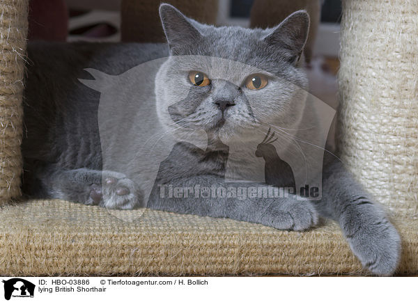 liegende Britisch Kurzhaar / lying British Shorthair / HBO-03886