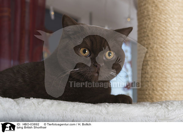 liegende Britisch Kurzhaar / lying British Shorthair / HBO-03892