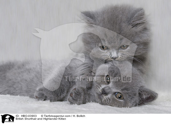 British Shorthair and Highlander Kitten / HBO-03903